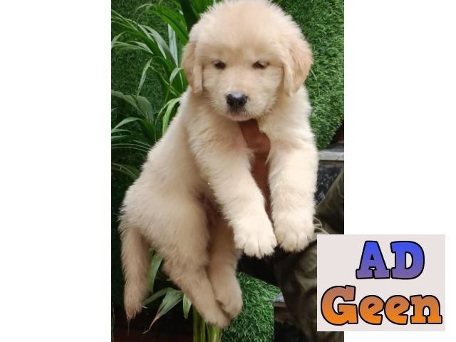 used show Quality Golden rativer Pupies Avalible for sale 